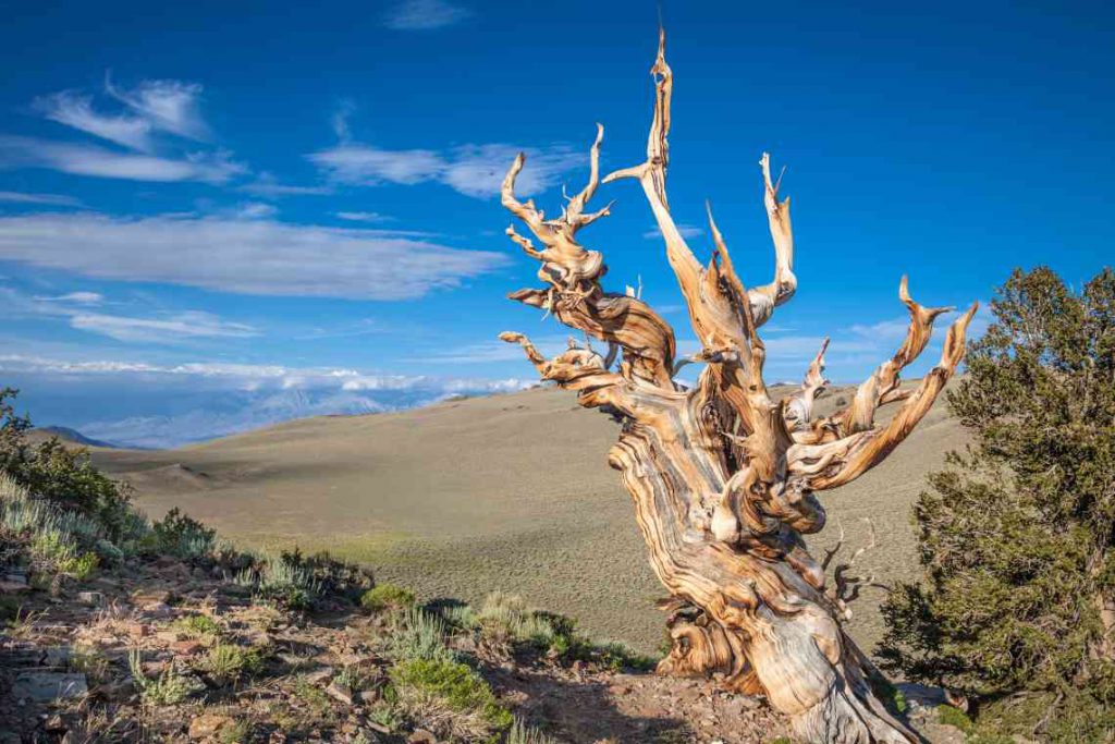 An ancient bristlecone pine tree.