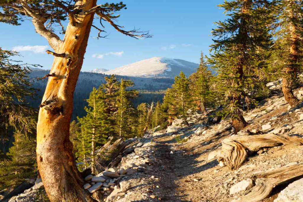 Part of the John Muir Trail with a mountain view.