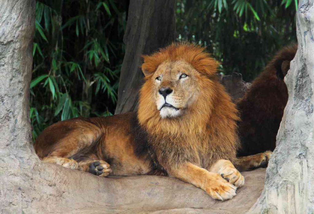 Male lion on a rock at the Bronx Zoo.