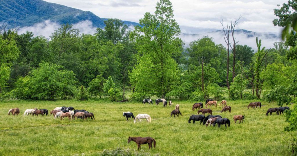 Great Smoky Mountains, Road trips from NYC