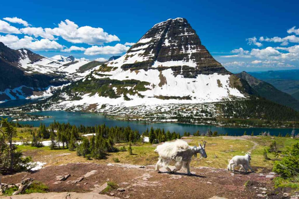 Mountain goats in front of a lake and mountain