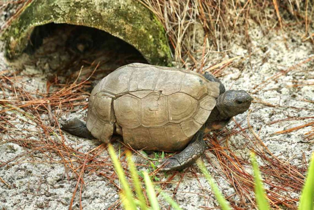 Close up of tortoise with a cracked shell