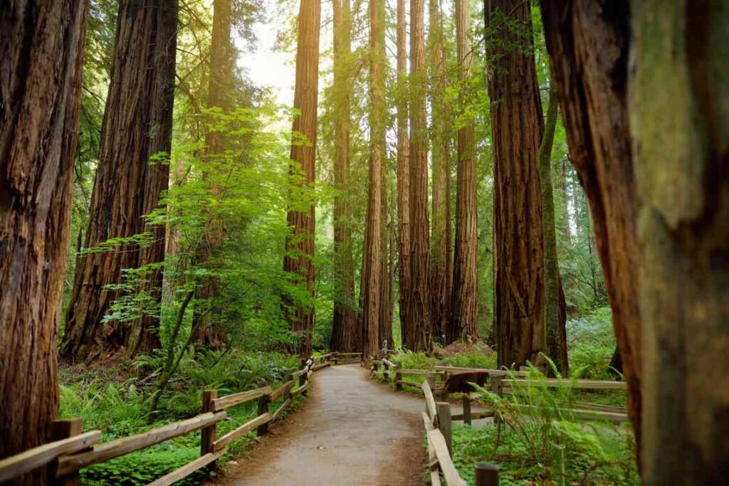 a pathway and redwoods in muir woods
