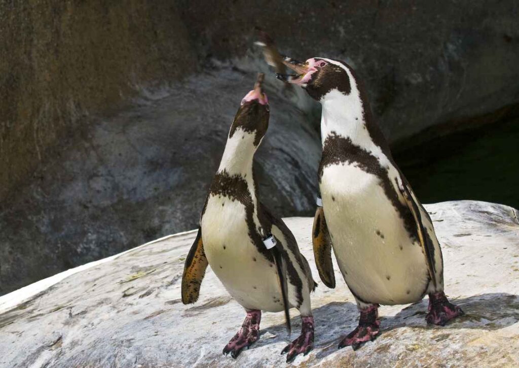 close up of 2 penguins catching fish while standing on a rock