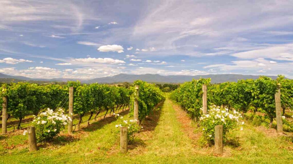 rows at a vineyard in the yarra valley outside melbourne, australia