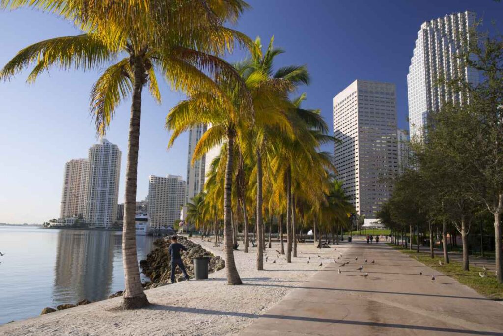 paved pathway along the water lined with palm trees, with miami skyscrapers in the background