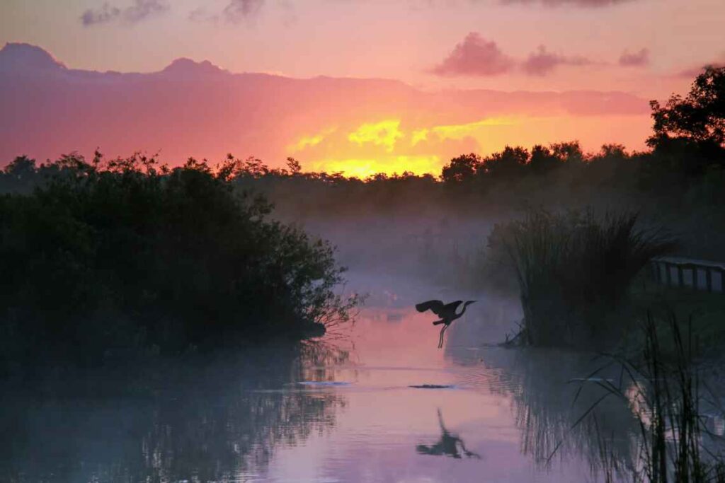 heron flying up from the water in the everglades national park at sunrise