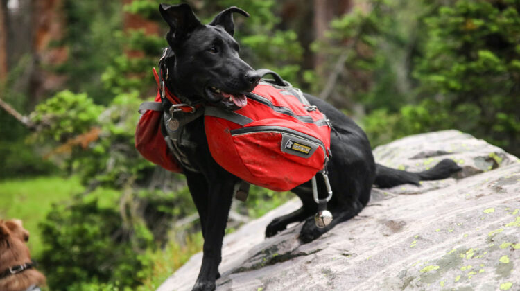 hiking with dogs