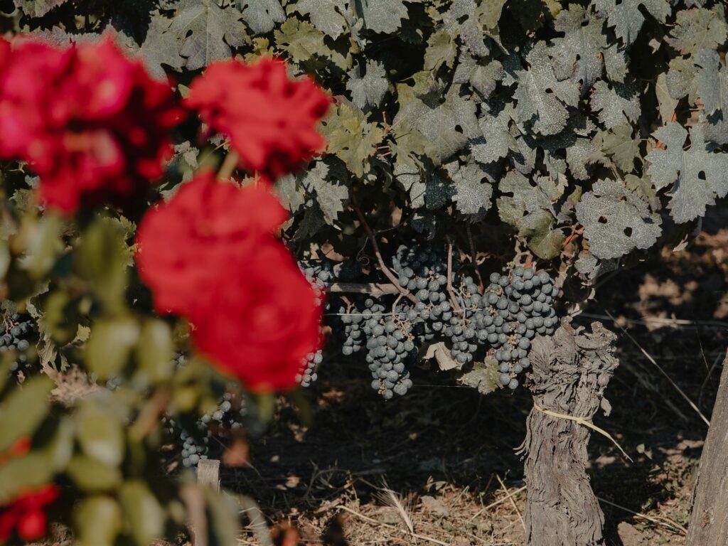 Bordeaux-vineyard