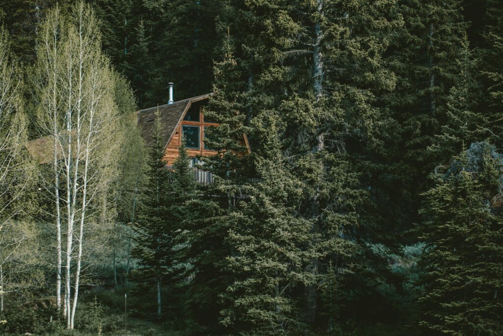 Wooden cabin partially hidden among dense evergreen trees.