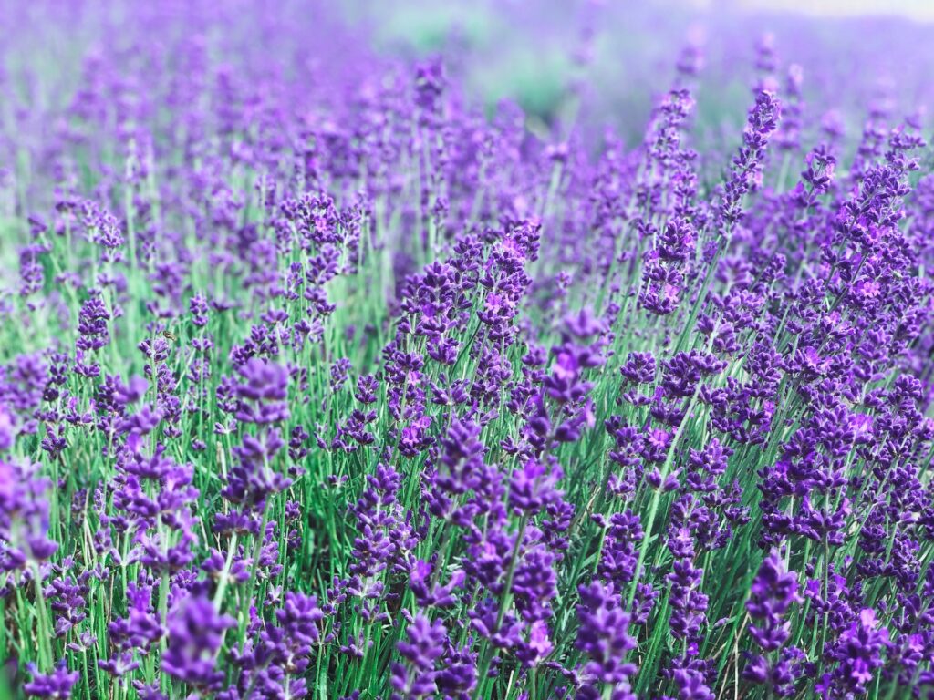 A purple flower field during the daytime in Kent.