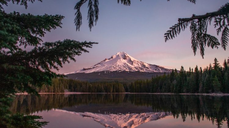 Snow-capped Mount Hood glowing pink at sunrise, framed by evergreen branches and reflected in Trillium Lake in Oregon