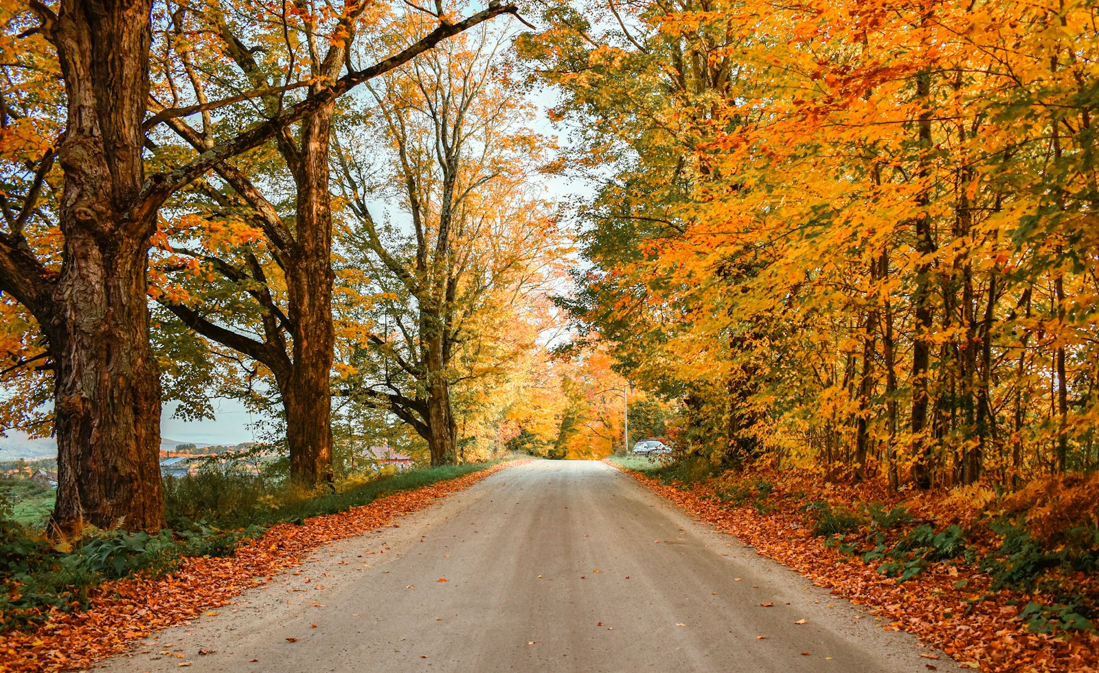 Empty dirt road lined with trees in bright orange and yellow fall foliage in Vermont